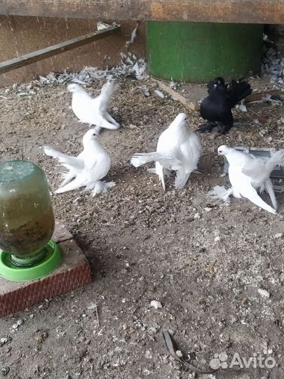 Продажа голубей статные