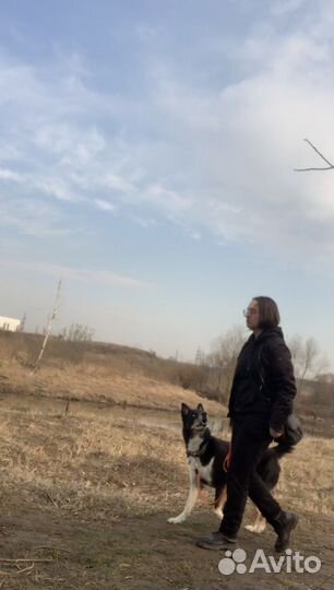 Дрессировка и воспитание собак