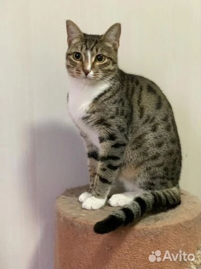 Красавчик орфей