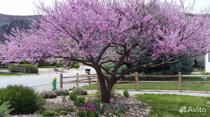 Семена абрикос маньчжурский орехи разные виды