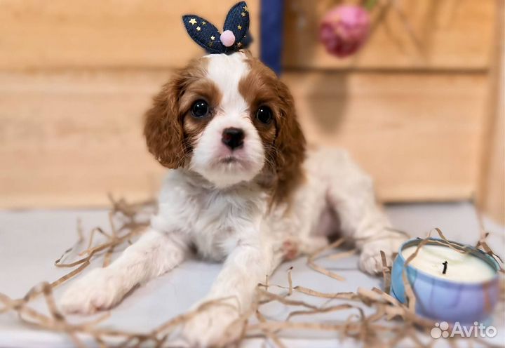 Щеночки, Кавалер Кинг Чарльз Спаниель