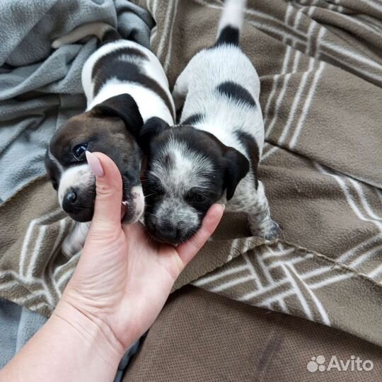 Щенки бесплатно