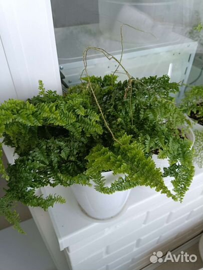 Папоротник нефролепис Кардитас