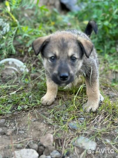 12 щенков в поисках дома
