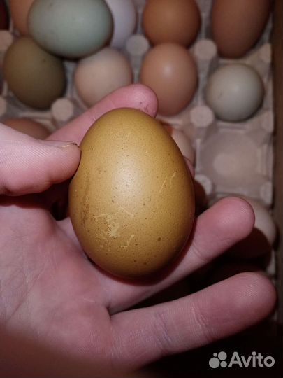 Инкубационное яйцо