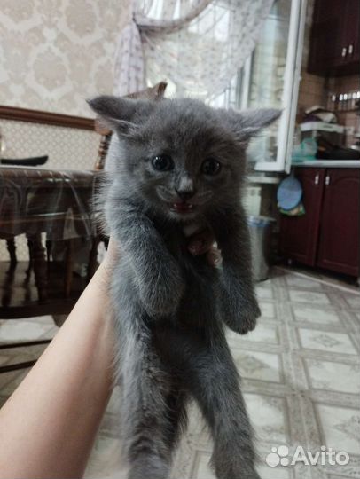 Котята в добрые руки бесплатно коты