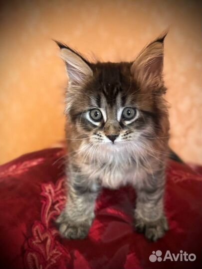 Котята мейнкуна