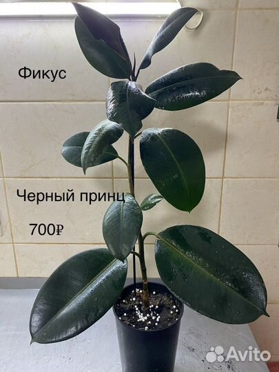 Фикусы, стрелиция, хедера