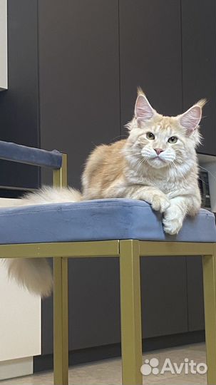 Мейнкун мальчик