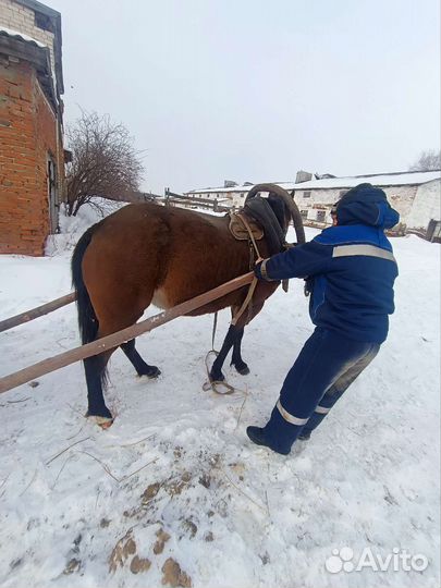 Кобыла ручная