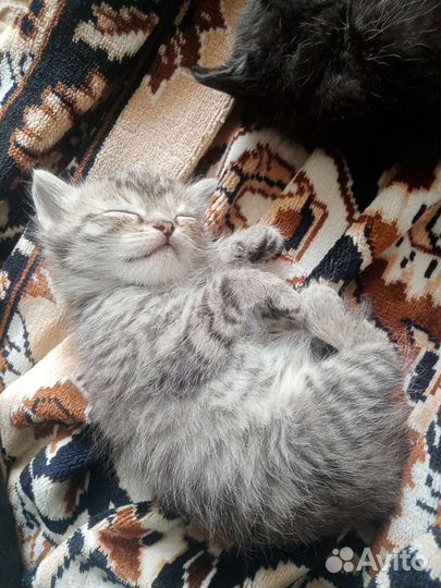 Кошка в дар бесплатно