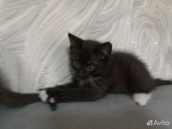 Кошка