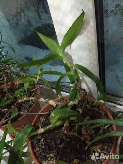 Растение золотой ус