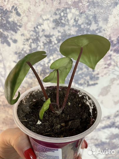 Пеперомия арбузная и филодендрон биркин