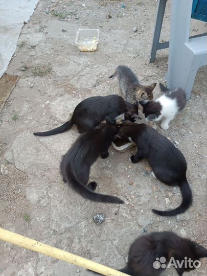 Отдают бесплатно котят