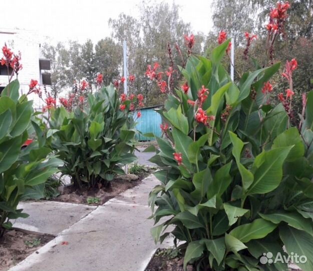 Клубни канны