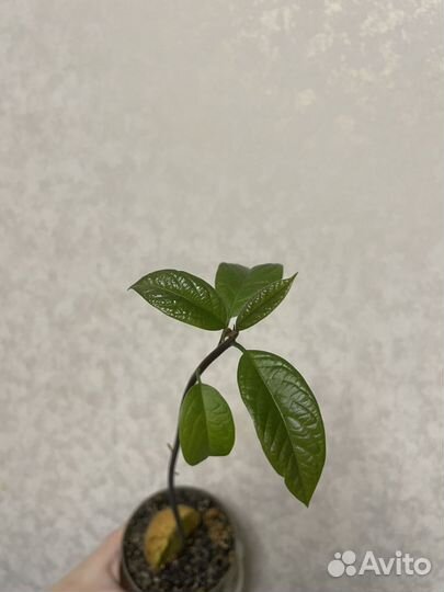 Саженцы авокадо