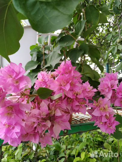 Бугенвиллия