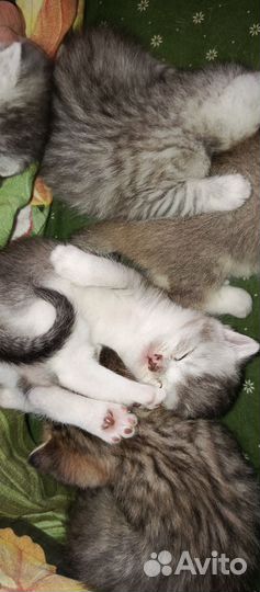 Котята серебристой шиншиллы сккотиш страйт