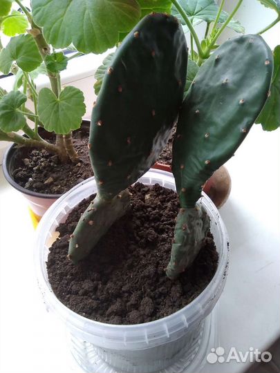 Кактус Опунция