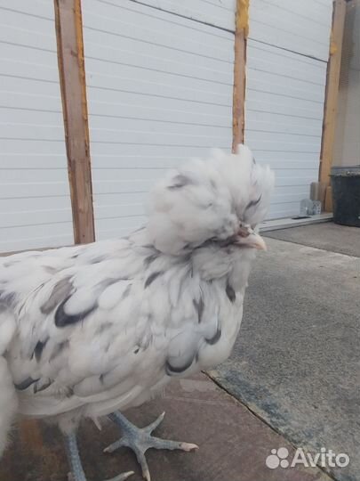 Цыплята подрощенные, молодые петухи