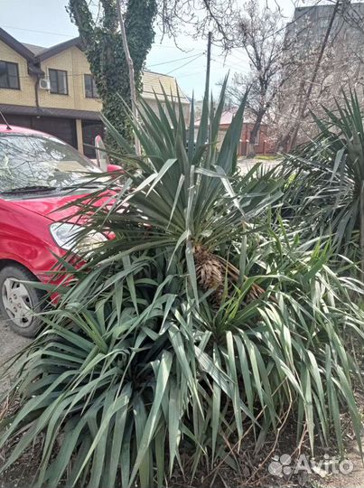 Пальма юкка (высокая) 2,5 м