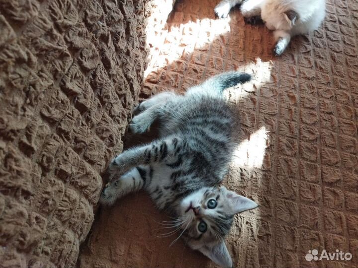 Вислоухие котята в добрые руки