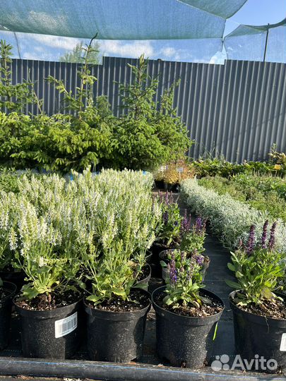 Большой выбор многолетников