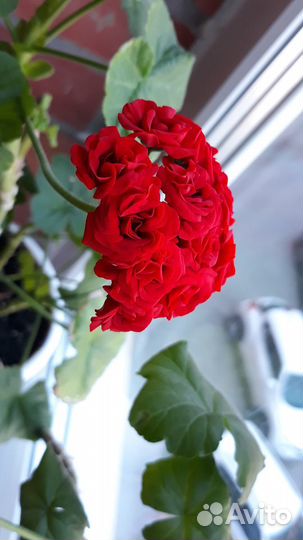 Пеларгония-герань розебудная. колерия красный цвет