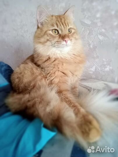 Отдам кота в добрые руки