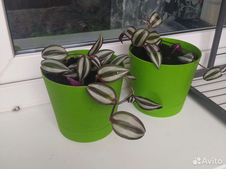 Традесканция зебрина