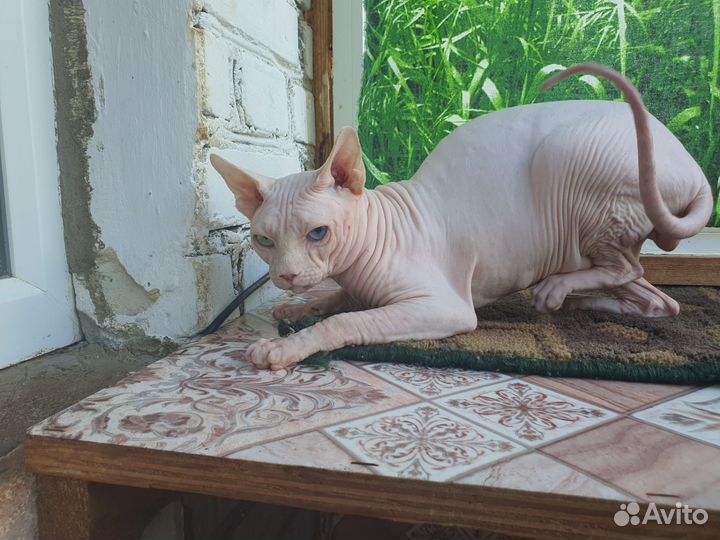 В добрые руки