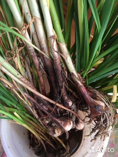 Черемша(медвежий лук)