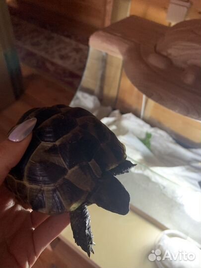 Черепаха