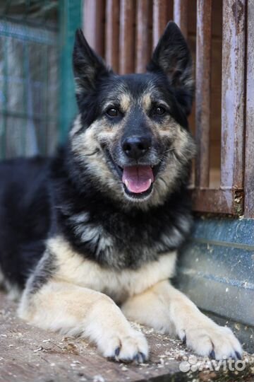 Собаки из приюта