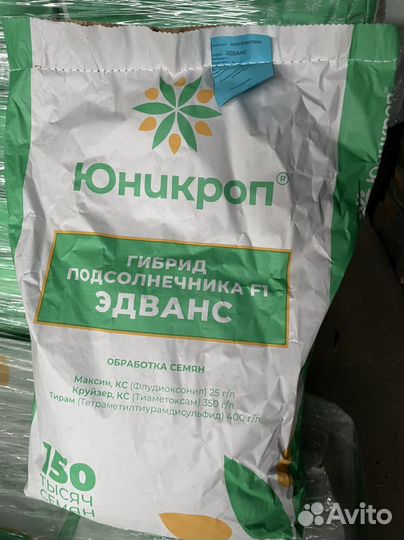 Семена подсолнечника гибрид