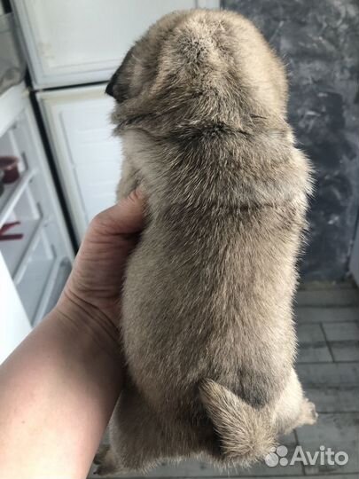 Малыши для души