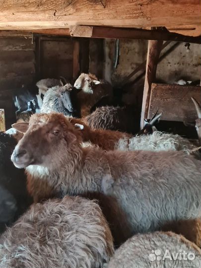 Овцы бараны