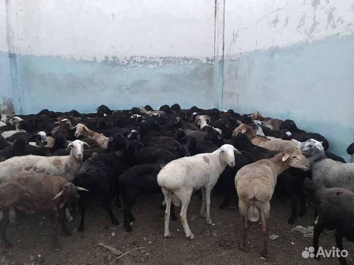 Овцы бараны