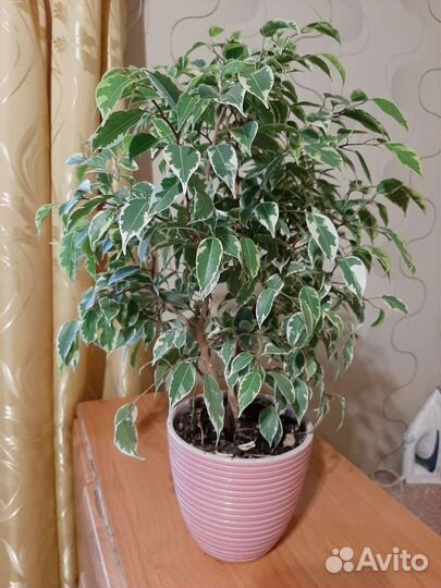 Фикус бенджамина кинки