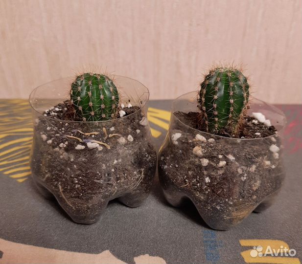 Кактусы и суккуленты