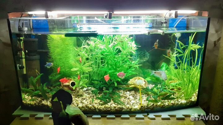 Аквариум с рыбками