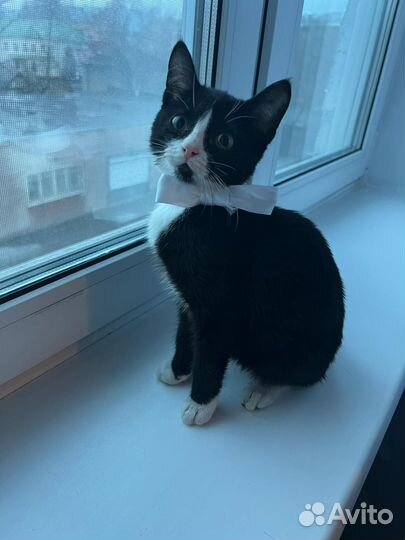 Котенок мальчик