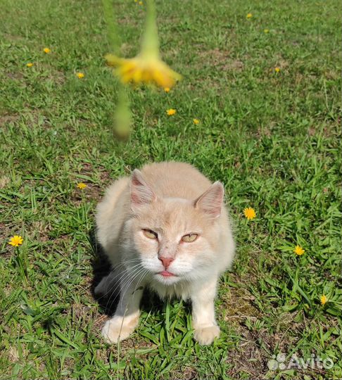 Кот Персик ищет дом