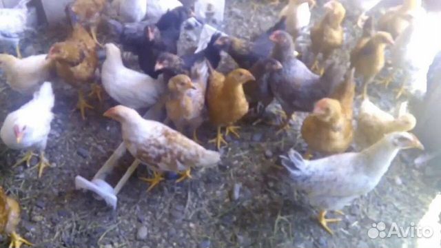 Курица 5 месяцев фото