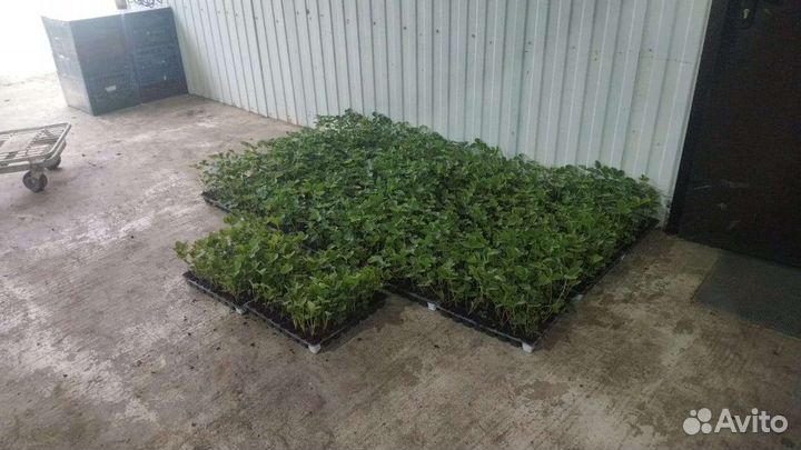 Рассада клубники