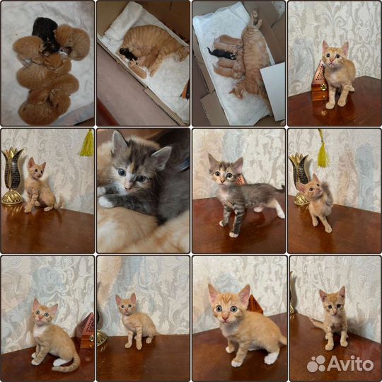 Отдам котят в добрые руки