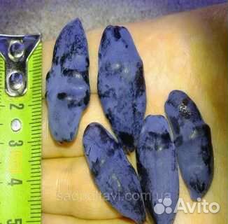 Саженцы Бакчарский Великан