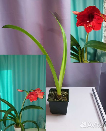 Луковицы амариллиса