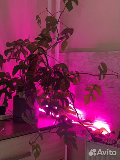 Монстера минима